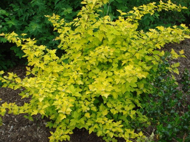 Physocarpus opulifolius 'Dart's Gold'